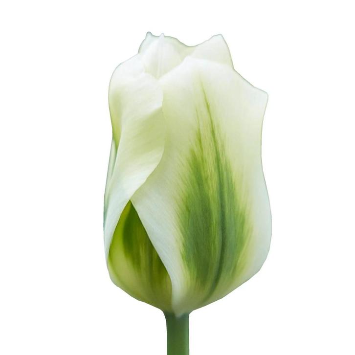 Bloembollen - 80 x Tulp Spring Green - groen met wit, Tuin en Terras, Bloembollen en Zaden, Bloembol, Voorjaar, Volle zon, Verzenden