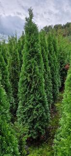 Laurier Coniferen Taxus Liguster, Tuin en Terras, Planten | Struiken en Hagen, Ophalen, Haag