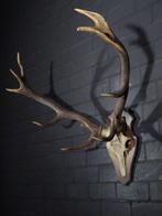 Large Red Stag Trophy Schedel - Cervus elaphus - 51 cm - 80, Nieuw