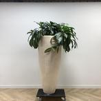 Tweedehands Plantenbak met kamerplant, hoogte 188 cm, Huis en Inrichting, Ophalen of Verzenden
