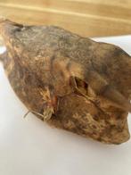 vis koe Taxidermie volledige montage - Lactoria cornuta - 27, Antiek en Kunst