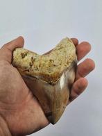 Megalodon - Fossiele tand - 12 cm