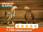 Mooie sierkippen | Ingeënt en gezonde kippen, goed advies, Dieren en Toebehoren, Pluimvee, Meerdere dieren, Kip