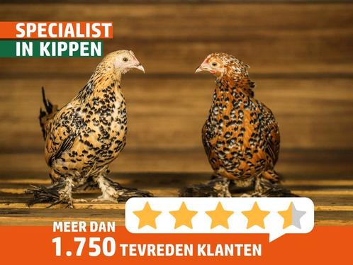 Mooie sierkippen | Ingeënt en gezonde kippen, goed advies, Dieren en Toebehoren, Pluimvee, Kip, Meerdere dieren