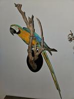 Blauw/Gele ara Taxidermie volledige montage - Ara ararauna -, Verzamelen, Nieuw