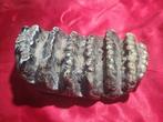 Stegodont - Fossiele tanden - Stegodon trigonocephalus