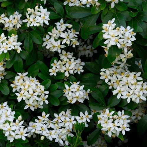 Choisya ternata - 20-30 cm, Tuin en Terras, Planten | Tuinplanten, Ophalen of Verzenden