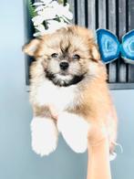 Schattige, speelse MALTIPOM reutje mag gelijk weg, Parvo, 8 tot 15 weken, Meerdere, Nederland