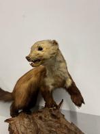 Otter Taxidermie volledige montage - Mustela putorius furo -, Antiek en Kunst, Curiosa en Brocante