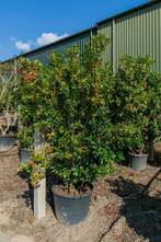 Arbutus unedo meerstammig