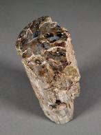 Fossiel hout - Gefossiliseerd hout - 14 cm - 7.5 cm (Zonder