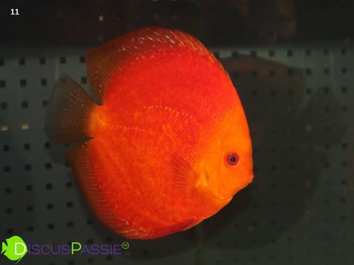 +++TOPKWALITEIT DISCUSVISSEN+++ Discus discusvis WAAUW, Dieren en Toebehoren, Vissen | Aquariumvissen, Vis, Zoetwatervis