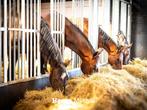 Paardenboxen | Stalwanden | Buitenstal | Staldeur | Stalraam, Dieren en Toebehoren, Stalling en Weidegang, Weidegang, 4 paarden of pony's of meer