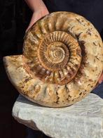 Ammoniet - Gefossiliseerde schelp - HUGE 18kg, Verzamelen, Mineralen en Fossielen