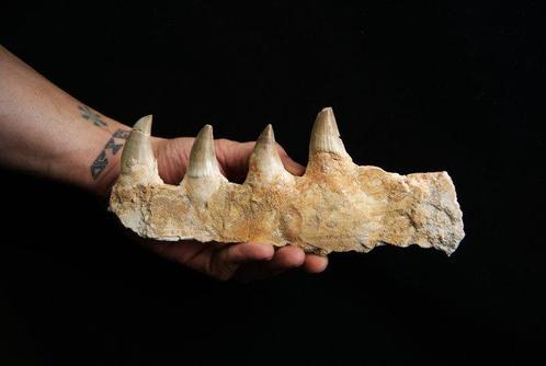 Mosasaurus - Gefossiliseerde kaak - Mosasaurus Mandibula -, Verzamelen, Mineralen en Fossielen