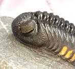 Trilobiet - Fossiel skelet - Phacops - 7 cm