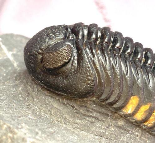 Trilobiet - Fossiel skelet - Phacops - 7 cm, Verzamelen, Mineralen en Fossielen