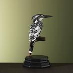 Bonte IJsvogel Taxidermie Opgezette Dieren By Max, Ophalen of Verzenden, Nieuw, Vogel, Opgezet dier