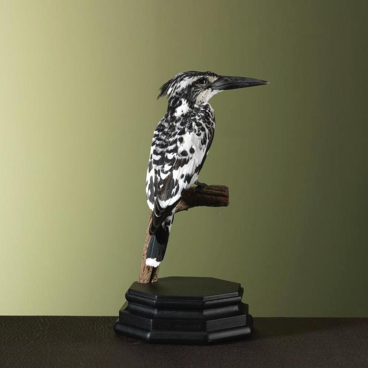 Bonte IJsvogel Taxidermie Opgezette Dieren By Max, Verzamelen, Dierenverzamelingen, Opgezet dier, Nieuw, Vogel, Ophalen of Verzenden