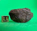 Stuk primitieve achondriet Winonaiet-meteoriet gecombineerd, Verzamelen, Mineralen en Fossielen