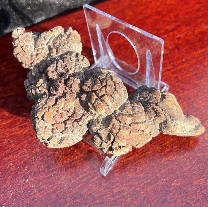 199 g 9,80 x 4,60 cm fossiele uitwerpselen (coproliet) van, Verzamelen, Mineralen en Fossielen