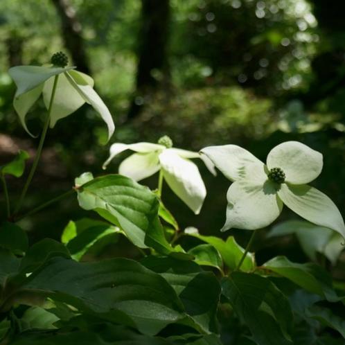 Cornus kousa China Girl - 80-100 cm, Tuin en Terras, Planten | Tuinplanten, Ophalen of Verzenden