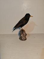 Aasgier Taxidermie volledige montage - Sturnus vulgaris - 28, Verzamelen, Nieuw
