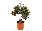 Citrus Kumquat op stam, Huis en Inrichting, Kamerplanten, Verzenden