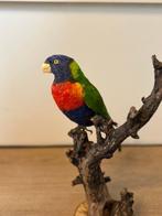 Lori blauwe bergen Taxidermie volledige montage - Lori blue, Nieuw