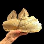 Fossiele tanden - Basilosaurus - 17 cm - 26 cm, Verzamelen, Mineralen en Fossielen