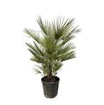 Actie Chamaerops Humilis - 150cm hoog - Ø30cm nu voor 128.95, Verzenden