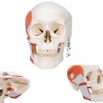 Anatomie model schedel met kauwspieren, 2-delig, Nieuw, Verzenden