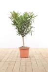 Nerium Oleander op stam wit hoogte inclusief pot 50-60cm