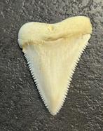 Witte haai Tand - Carcharodon carcharias - 3.8 cm - 3.3 cm -, Nieuw