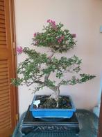 Bonsai lagerstroemia indica - Hoogte (boom): 70 cm - Diepte, Antiek en Kunst