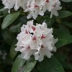 Rhododendron Schneeauge, Ophalen