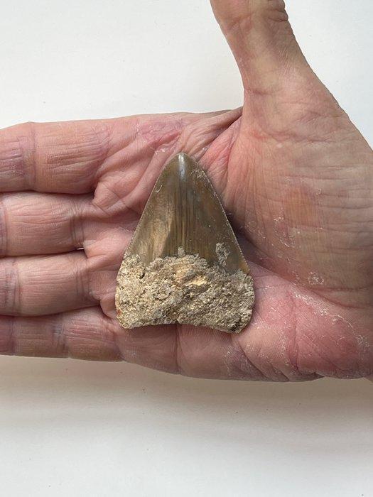 Megalodon tand 5,9 cm - Fossiele tand - Carcharocles, Verzamelen, Mineralen en Fossielen