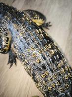 Siamese krokodil Taxidermie volledige montage - Crocodylus, Verzamelen, Nieuw
