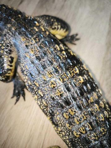 Siamese krokodil Taxidermie volledige montage - Crocodylus beschikbaar voor biedingen