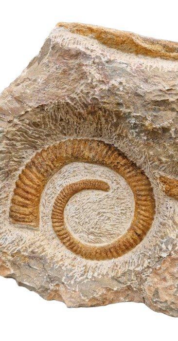 Ammoniet - Fossiele plaatmatrix - Heteromorfo Anetoceras, Verzamelen, Mineralen en Fossielen