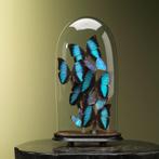 Morphos in Antieke Stolp Taxidermie Opgezette Dieren By Max, Verzamelen, Ophalen of Verzenden, Nieuw, Insect, Opgezet dier
