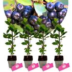 Aronia Viking + Pot 9cm 4 stuks, Tuin en Terras, Planten | Fruitbomen, Verzenden, Halfschaduw
