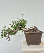 Bonsai van Prunus - Verzamelobject - Hoogte (boom): 32 cm -