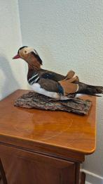 Mandarijnende eend - Taxidermie volledige montage - Aix, Nieuw