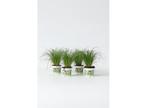 4 Cyperus Kattengras planten, Verzenden