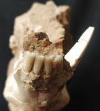 Wild Fangs-omnivoor schedel - Gefossiliseerd dier - Suidae