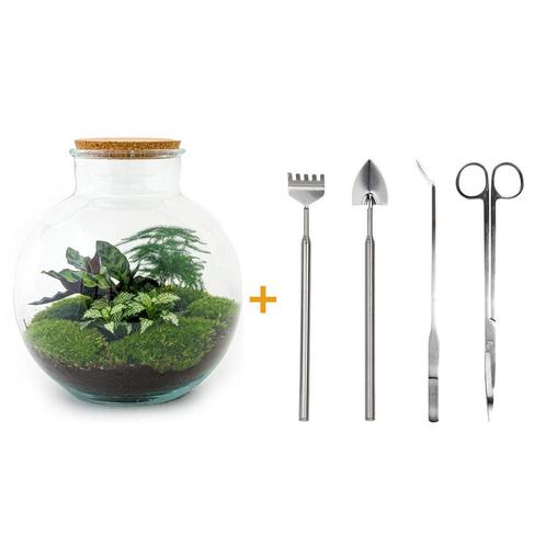DIY terrarium - Bolder Bob -  30 cm - Rake + Shovel + Tweez, Huis en Inrichting, Kamerplanten, Verzenden