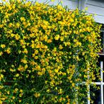 Jasminum nudiflorum - 50-60 cm, Tuin en Terras, Planten | Tuinplanten, Ophalen of Verzenden