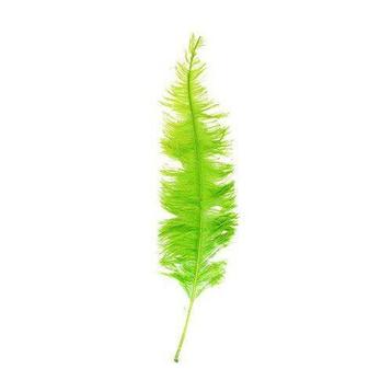 spadona limegroen (50-60cm) beschikbaar voor biedingen