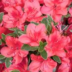 Rhododendron Azalea Moederkensdag - Potmaat 2 liter, Tuin en Terras, Planten | Tuinplanten, Ophalen of Verzenden